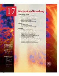 17 the Respiratory System
