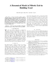 A Dynamical Model of Mitotic Exit in Budding Yeast