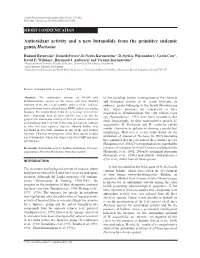 Antioxidant Activity and a New Butanolide from the Primitive