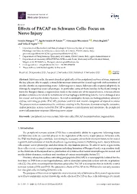 Effects of PACAP on Schwann Cells