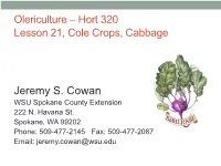 Cole Crops, Cabbage