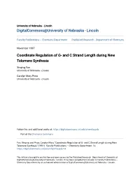 And C Strand Length During New Telomere Synthesis