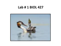Lab # 1 BIOL 427 Schedule
