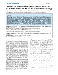 Cellular Functions of Genetically Imprinted Genes in Human and Mouse As Annotated in the Gene Ontology
