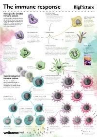 Non-Specific (Innate) Immune System Specific (Adaptive) Immune System