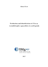 Production and Identification of Ulva Sp. in Multitrophic Aquaculture in Earth Ponds