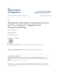 Identification of the Maize Gravitropism Gene Lazy Plant1 by a Transposon-Tagging Genome Resequencing Strategy Thomas P