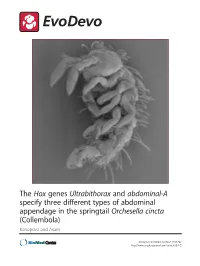 Abdominal-A Specify Three Different Types of Abdominal Appendage in the Springtail Orchesella Cincta (Collembola) Konopova and Akam