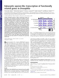 Eukaryotic Operon-Like Transcription of Functionally Related Genes in Drosophila
