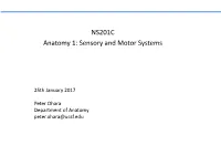 NS201C Anatomy 1: Sensory and Motor Systems