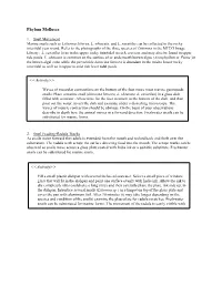 Phylum Mollusca &lt;&lt;Activity&gt;&gt; &lt;&lt;Activity&gt;&gt;