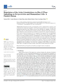 Regulation of the Actin Cytoskeleton Via Rho Gtpase Signalling in Dictyostelium and Mammalian Cells: a Parallel Slalom