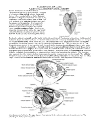 Bivales Are Molluscs in Which the Body Is Completely Enclosed by a Calcareous Shell Composed of Two Valves (Right and Left Valves)