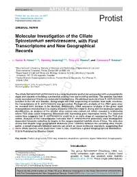 Molecular Investigation of the Ciliate Spirostomum Semivirescens, with First Transcriptome and New Geographical Records