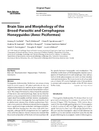 Brain Size and Morphology of the Brood-Parasitic and Cerophagous Honeyguides (Aves: Piciformes)