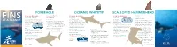 Porbeagle Oceanic Whitetip SCALLOPED Hammerhead VOTE YES Appendix II Endangered in Northwest Pacific