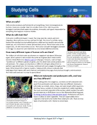 Studing Cells