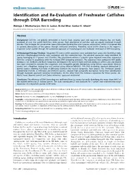 Identification and Re-Evaluation of Freshwater Catfishes Through DNA Barcoding