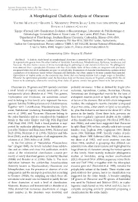 A Morphological Cladistic Analysis of Olacaceae