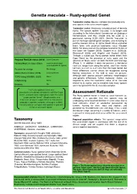 Genetta Maculata – Rusty-Spotted Genet