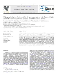 Widespread Infection of Lake Whitefish Coregonus Clupeaformis with The