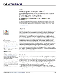 Emerging and Divergent Roles of Pyrophosphorylated Nucleotides in Bacterial Physiology and Pathogenesis