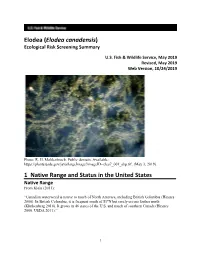 Elodea Canadensis) Ecological Risk Screening Summary