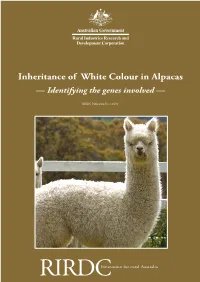 Inheritance of White Colour in Alpacas — Identifying the Genes Involved —