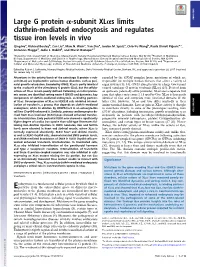 Large G Protein Α-Subunit Xlαs Limits Clathrin-Mediated Endocytosis And