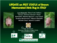 Update on the Pest Status of BMSB in Italy