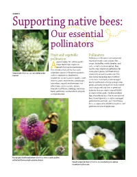 Supporting Native Bees: Our Essential