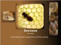 Beeswax (Cera Alba) a Fundamental Requirement of the Colony a Colony Without Combs Combs Natural Hexagonal Formation Natural Hexagonal Formation