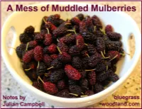 A Mess of Muddled Mulberries