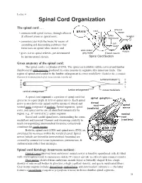 Spinal Cord Organization