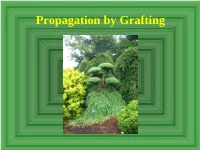 Propagation by Grafting