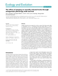The Effect of Purging on Sexually Selected Traits Through Antagonistic Pleiotropy with Survival Geir H
