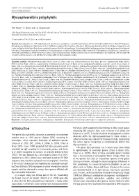 Mycosphaerella Is Polyphyletic