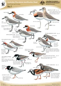 Australian Shorebirds Identification Sheet Department of the Environment Small Plovers and Turnstone and Water Resources No.1