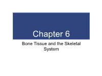 Chapter 6 Bone Tissue and the Skeletal System an Introduction to the Skeletal System