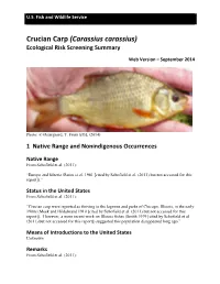 Carassius Carassius) Ecological Risk Screening Summary