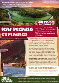Leaf Peeping Explained