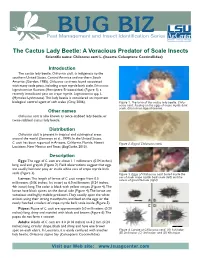 The Cactus Lady Beetle: a Voracious Predator of Scale Insects Scientific Name:Chilocorus Cacti L