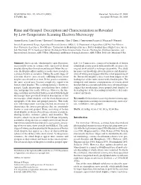 Rime and Graupel: Description and Characterization As Revealed by Low-Temperature Scanning Electron Microscopy