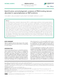 Identification and Phylogenetic Analysis of RNA Binding Domain Abundant in Apicomplexans Or RAP Proteins