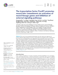 The Transcription Factor Pou3f1 Promotes Neural Fate Commitment