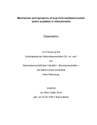 Dissertation