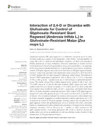 Interaction of 2,4-D Or Dicamba with Glufosinate for Control of Glyphosate-Resistant Giant Ragweed (Ambrosia Triﬁda L.) in Glufosinate-Resistant Maize (Zea Mays L.)