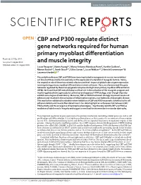 CBP and P300 Regulate Distinct Gene Networks Required for Human