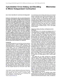 Cytoskeletal Cross-Linking and Bundling in Motor-Independent
