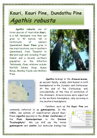 Agathis Robusta